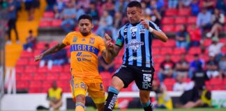 Gallos recibe la visita de un felino incómodo