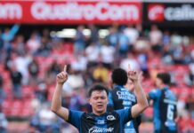 Un camote hecho papilla por Gallos