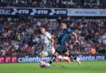 Un Gallo que toma por los cuernos al rebaño